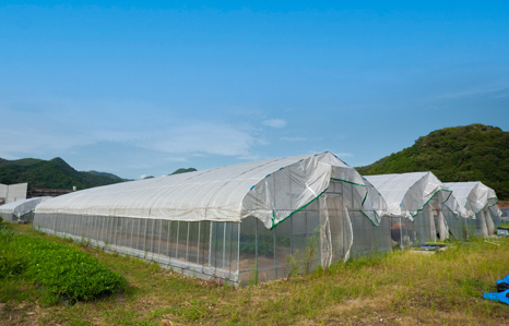 林田チャレンジ農園のビニールハウスの写真