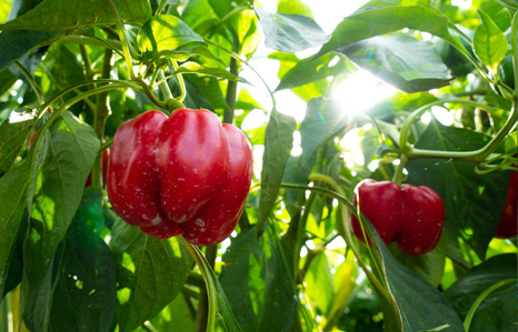 林田チャレンジ農園の赤いパプリカの写真